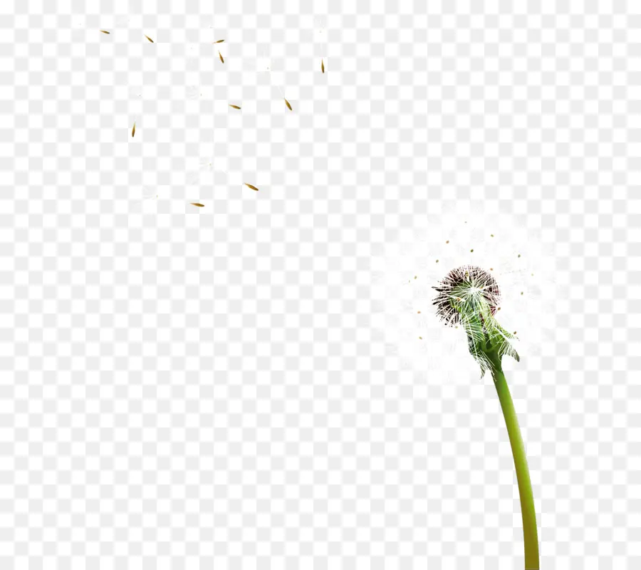 Diente De León，Los Pastos PNG