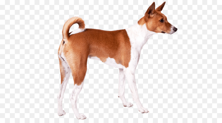 Basenji，Foxhound Inglés PNG