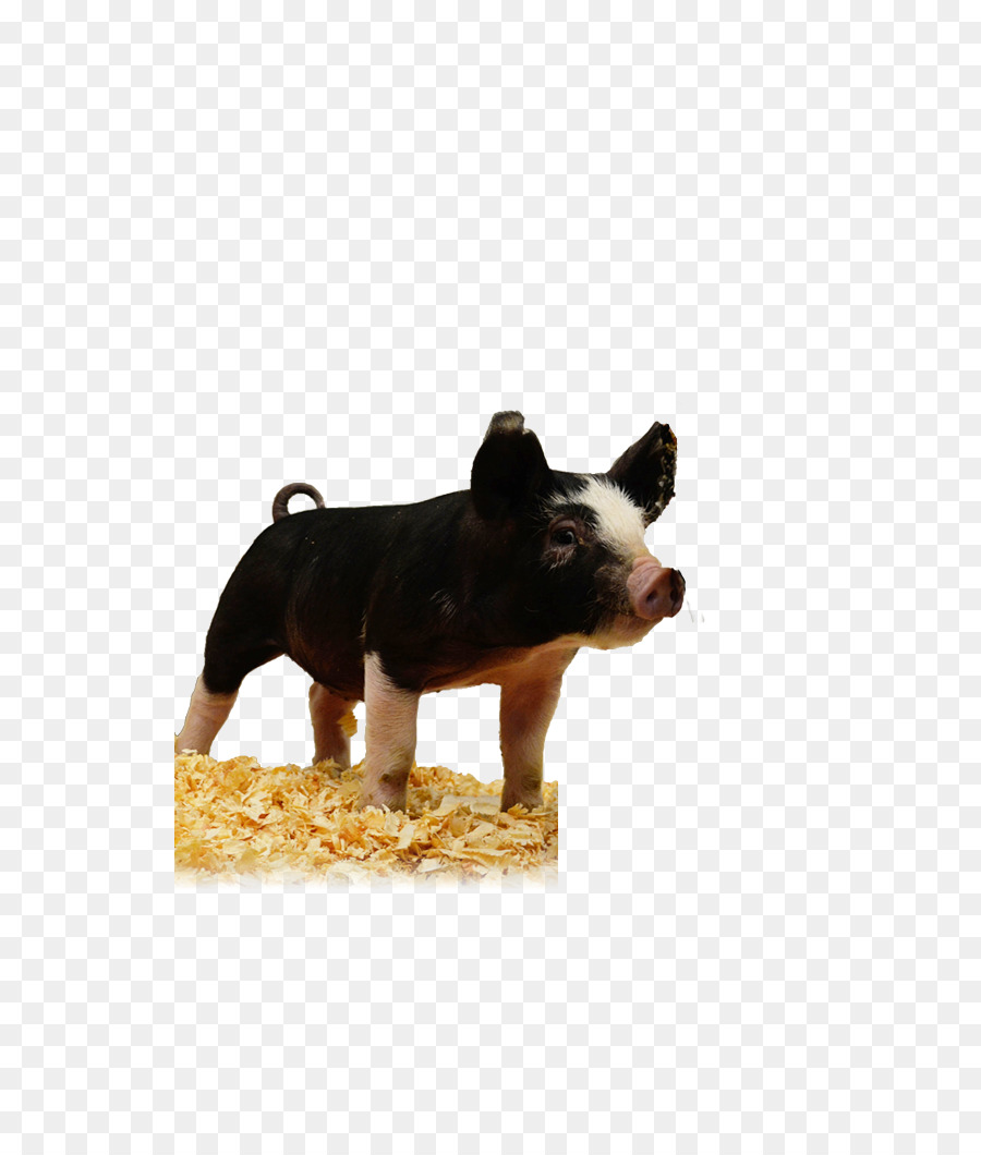 Cerdito，Granja PNG