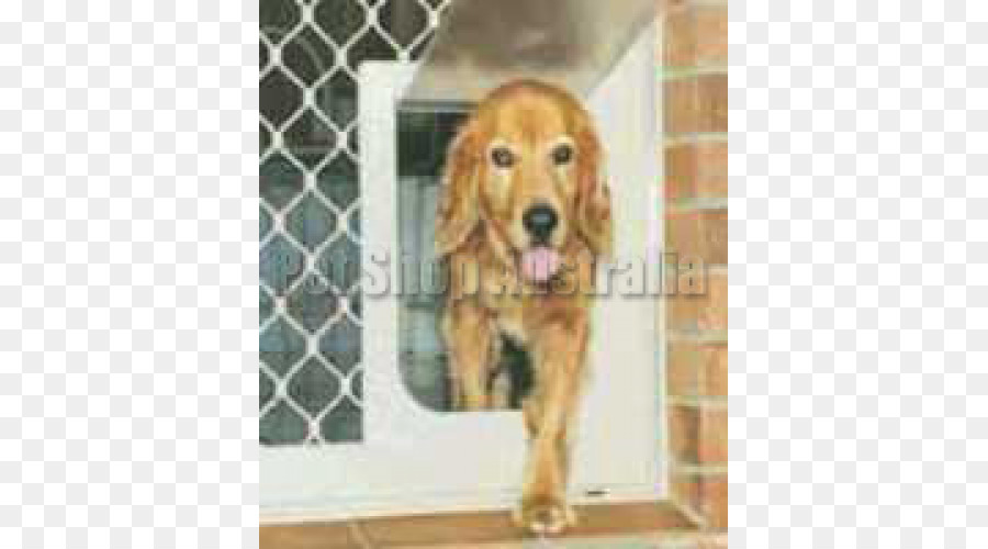 Golden Retriever，Cocker Spaniel Inglés PNG