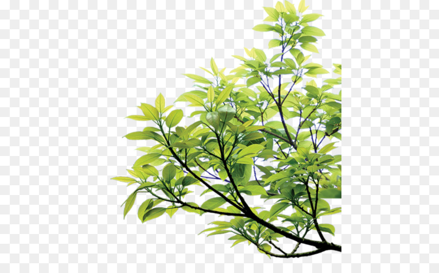 Rama Con Hojas，Árbol PNG