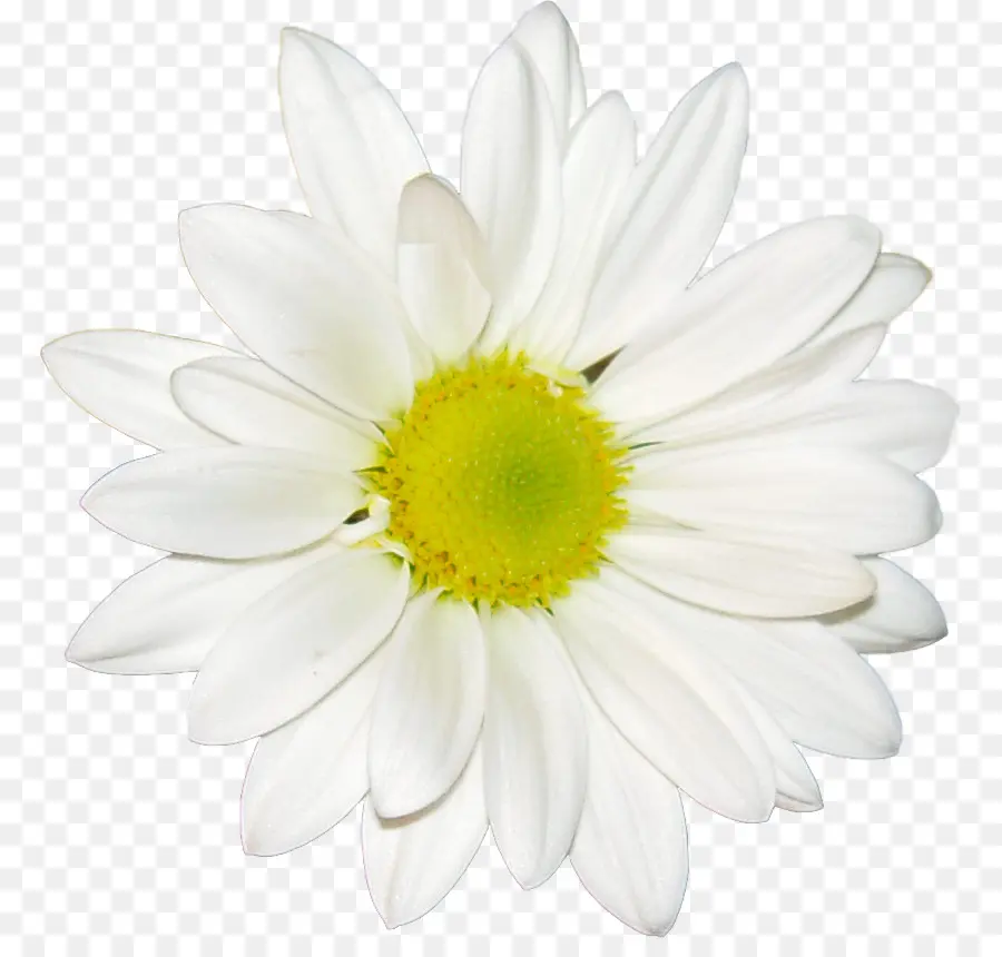 Común Daisy，Fondo De Escritorio PNG