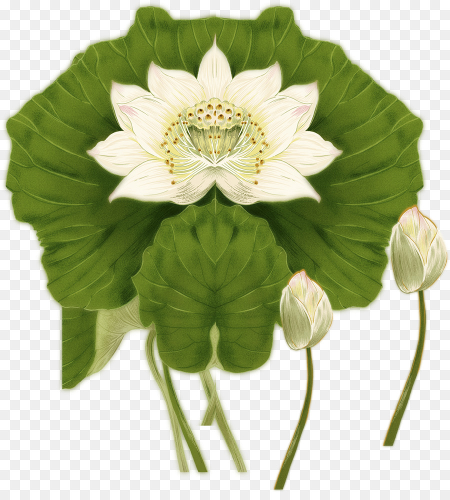 Nelumbo Nucifera，Tinta De Lavado De Pintura PNG