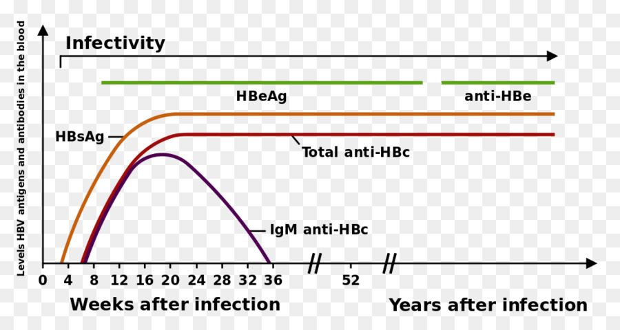 Hepatitis B，Virus De La Hepatitis B PNG