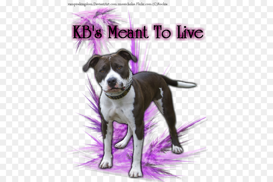 Raza De Perro，American Pit Bull Terrier PNG