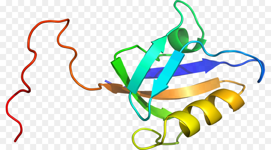 Estructura Proteica，Molécula PNG