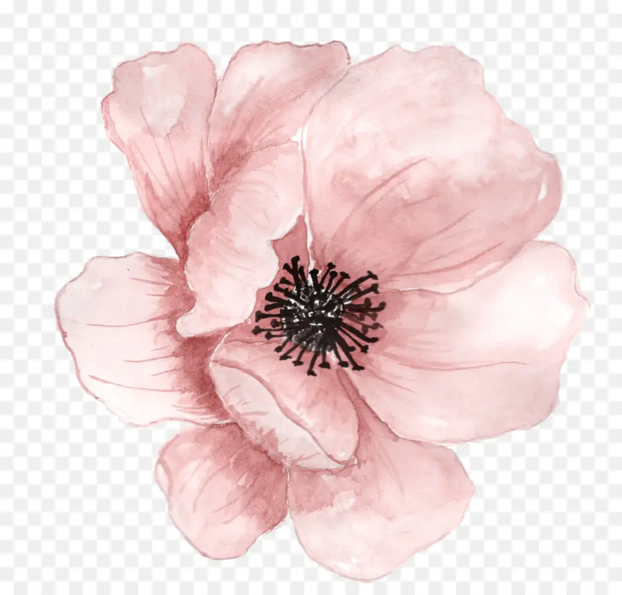 Flor Rosa，Florecer PNG