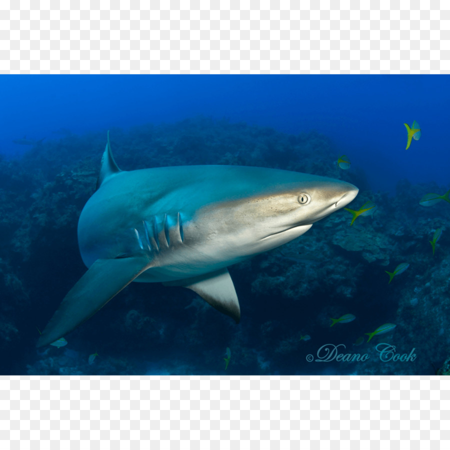 Tiburón Tigre，Gran Tiburón Blanco PNG