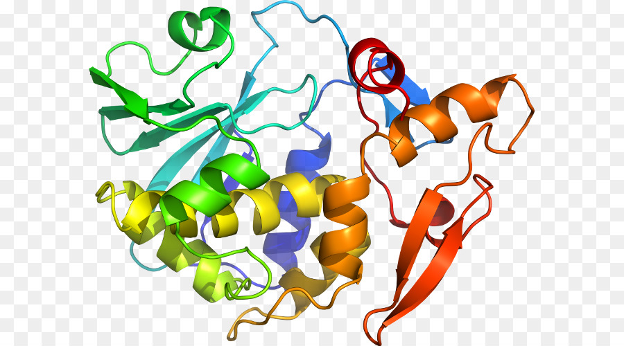 Estructura De La Proteína，Molécula PNG