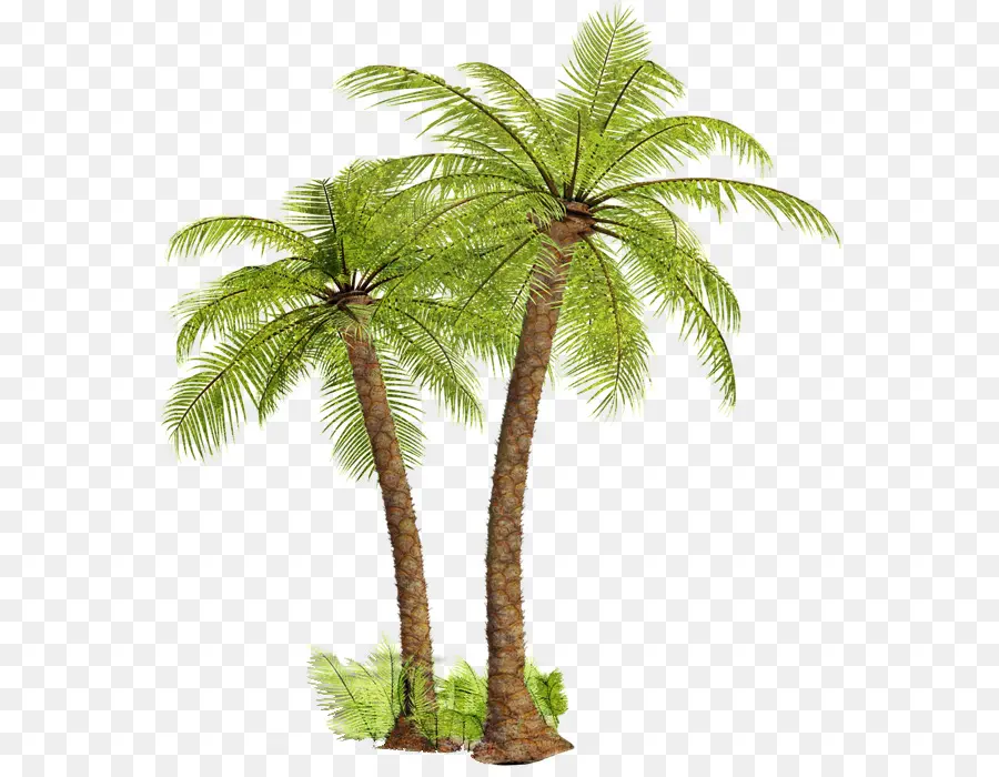 Arecaceae，La Fotografía PNG