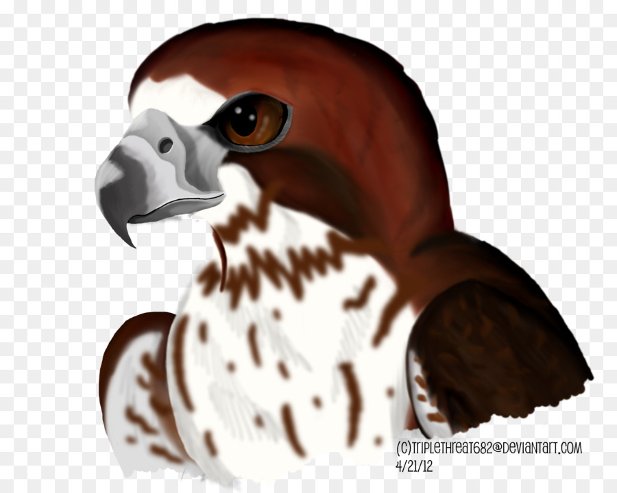 Pico，Aves PNG