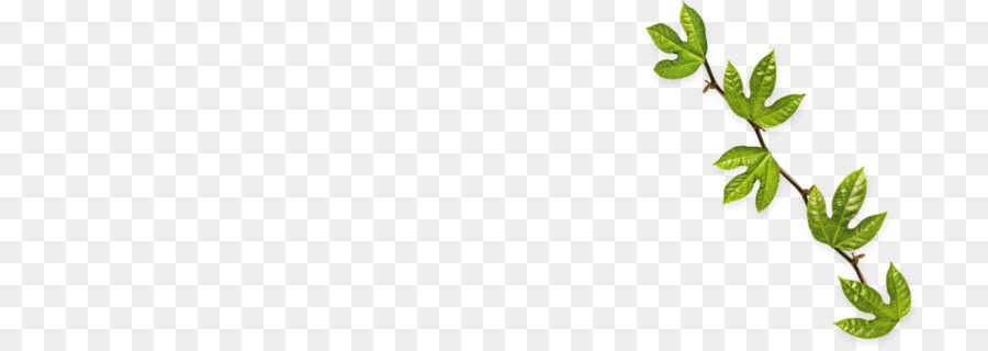 Hojas Verdes，Planta PNG