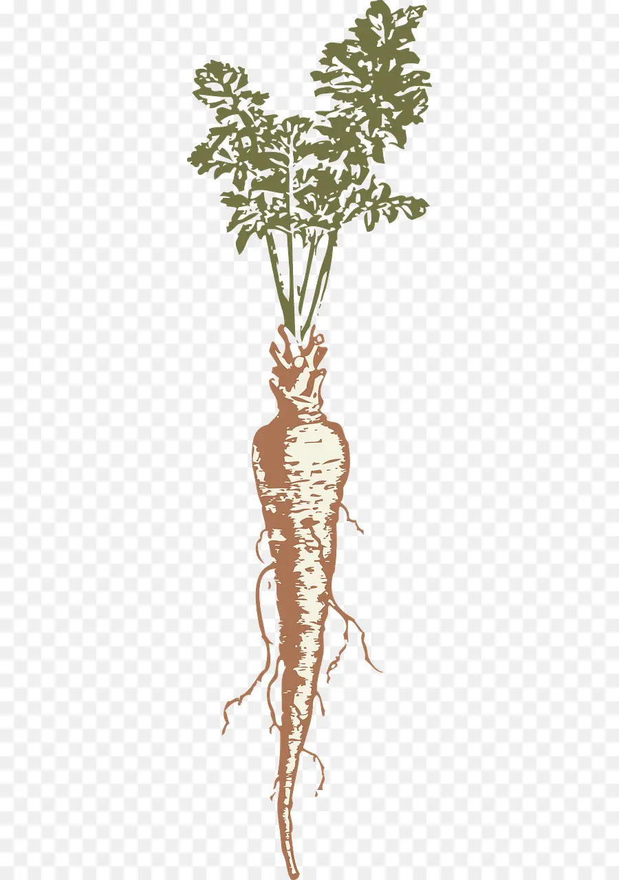 Vegetal，La Chirivía PNG