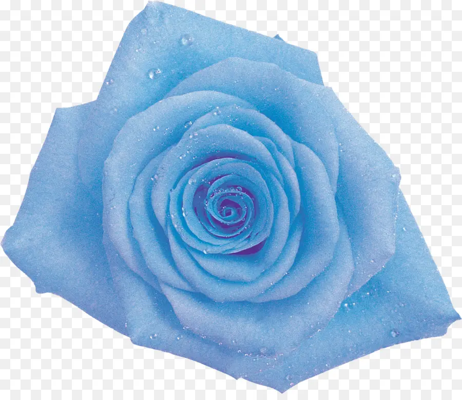 Rosa Azul，Pétalos PNG