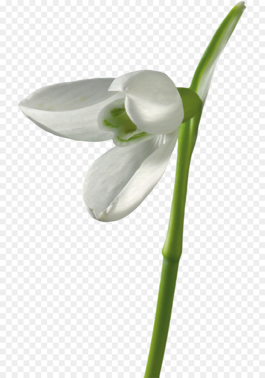 Campanilla De Invierno，Flor PNG