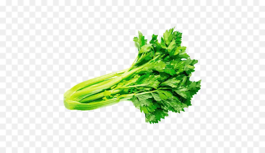 Perejil，Cilantro PNG