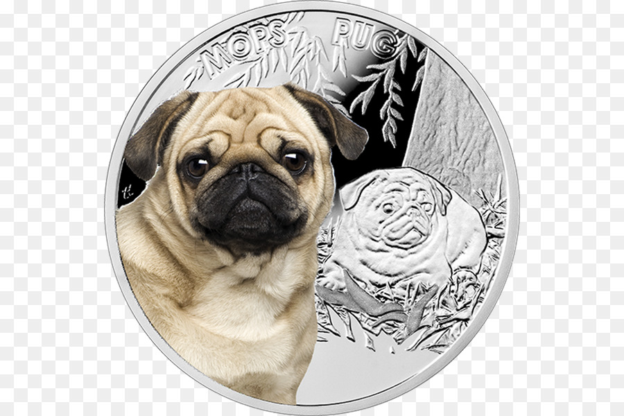 Pug，Cachorro PNG