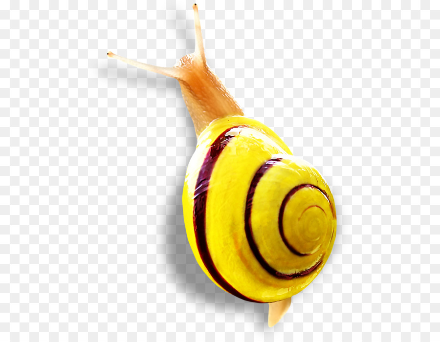 Caracol，Caparazón PNG