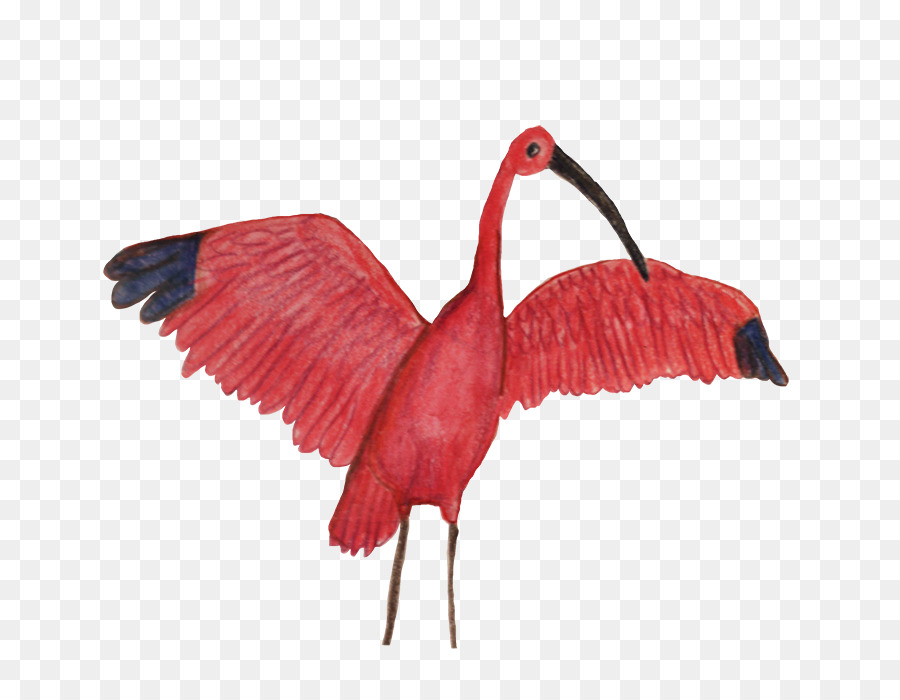 Ibis，Pico PNG