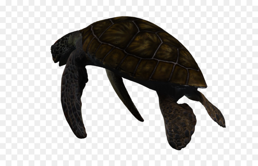 Tortuga，Estanque De Las Tortugas PNG