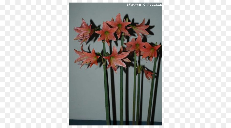 Amarilis，Jersey Lily PNG