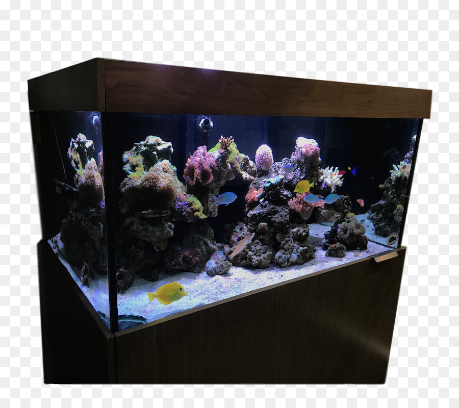 Acuario，Iluminación Del Acuario PNG