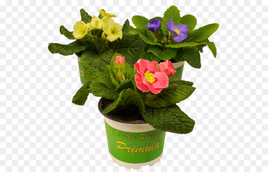 Primrose，Maíz De Caramelo PNG