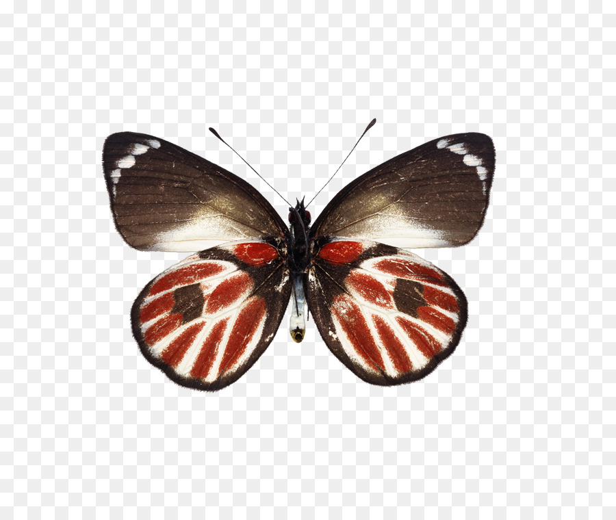 Mariposa，Натяжна стеля PNG