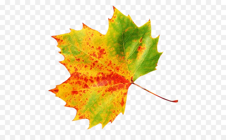 Otoño，Pegatina PNG