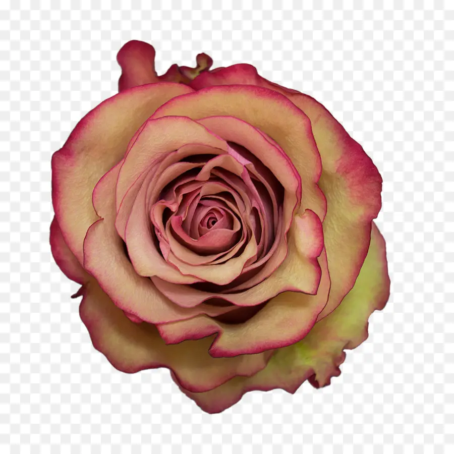 Suculento，Cactus PNG