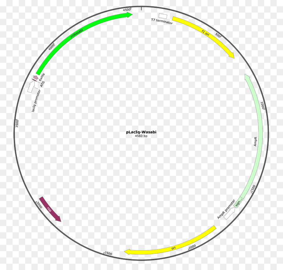 El Neuropéptido Y，Addgene PNG