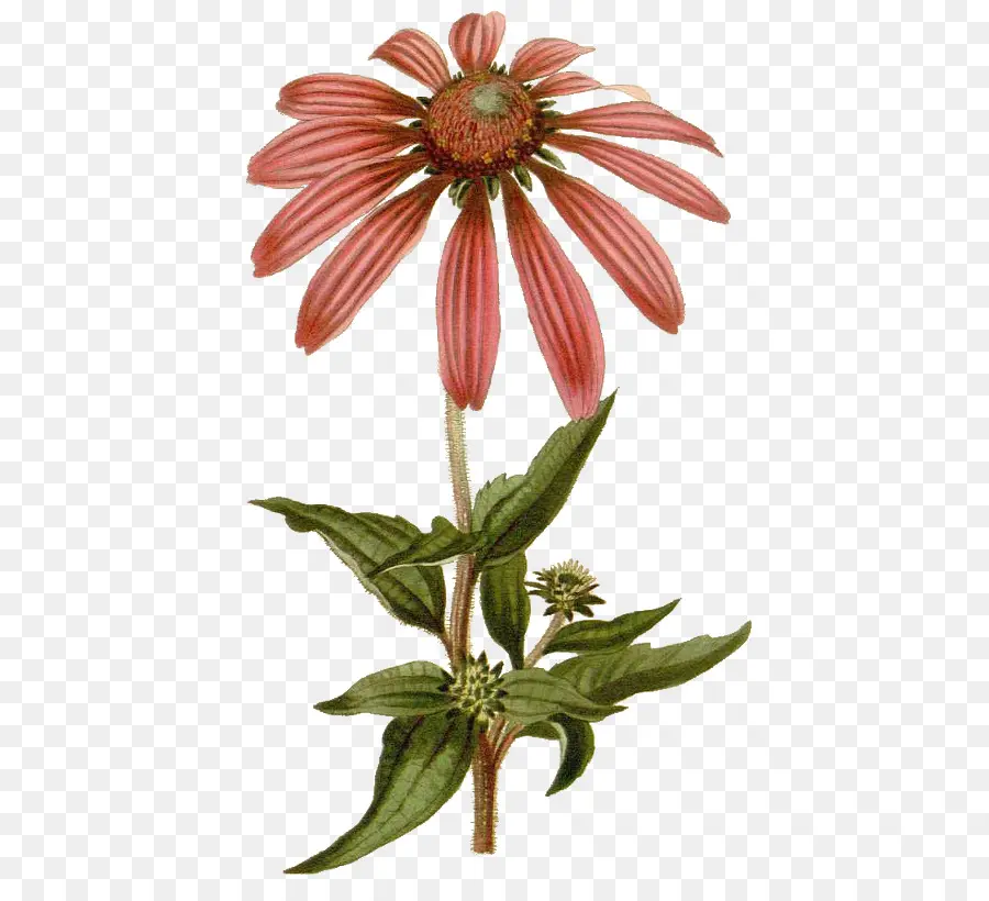 Echinacea Purpurea，Dibujo PNG