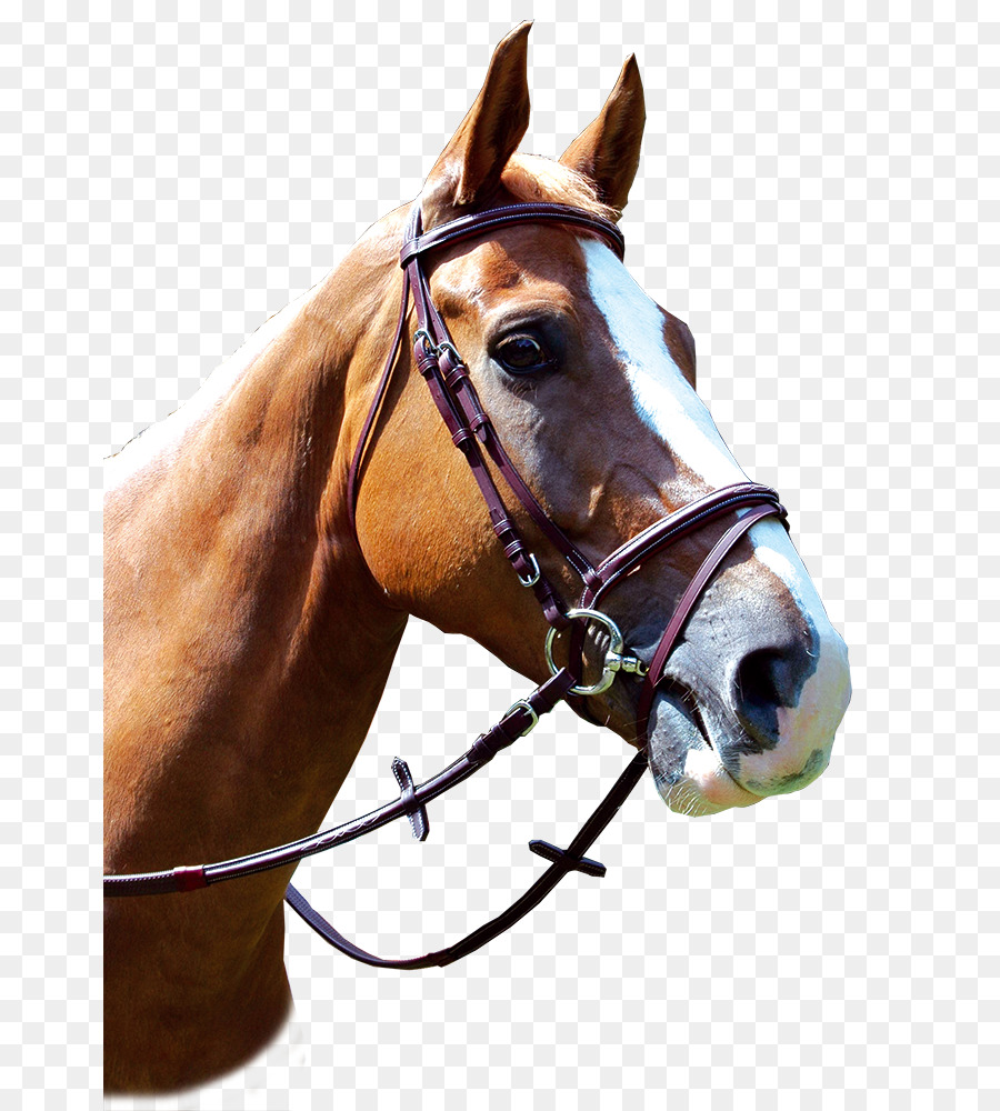 Soporte，Caballo PNG