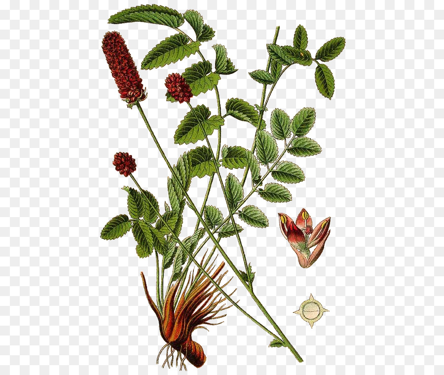 Sanguisorba Officinalis，Ensalada De Burnet PNG