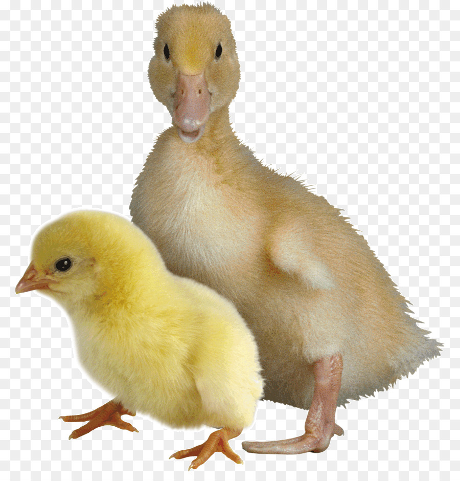 Pato，Ganso PNG