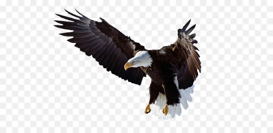 águila Calva，águila PNG