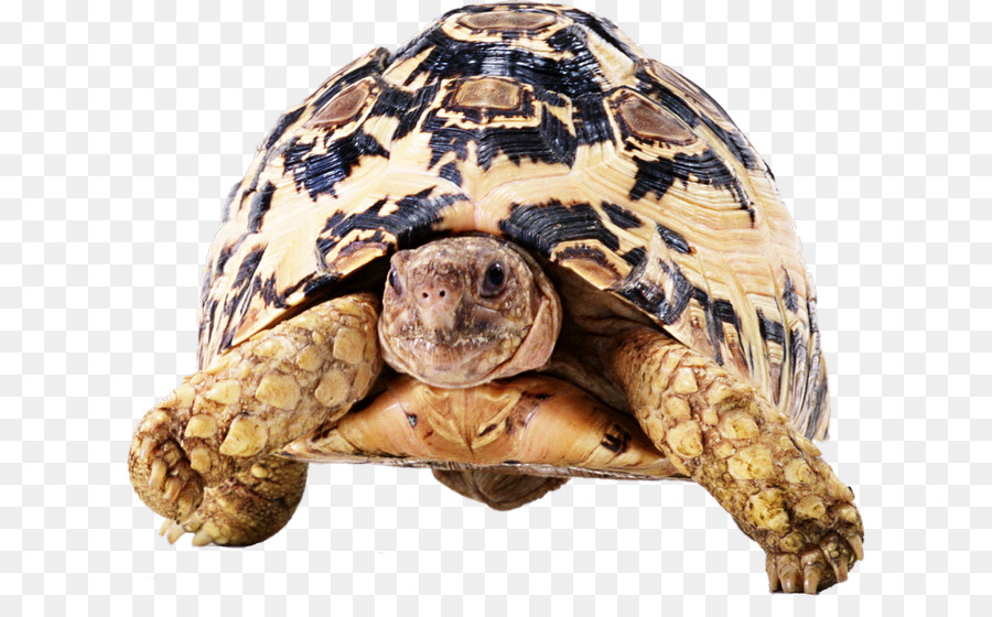 Tortuga，Tortuga De Muñeca Común PNG