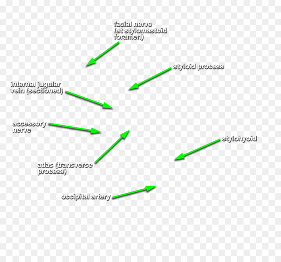 Styloglossus，Los Nervios Craneales PNG