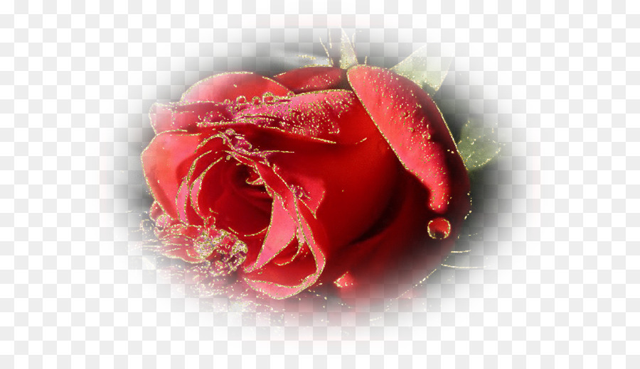 Las Rosas De Jardín，Tablón De Anuncios PNG