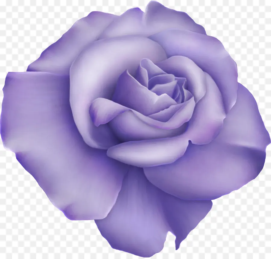 Rosa Morada，Florecer PNG