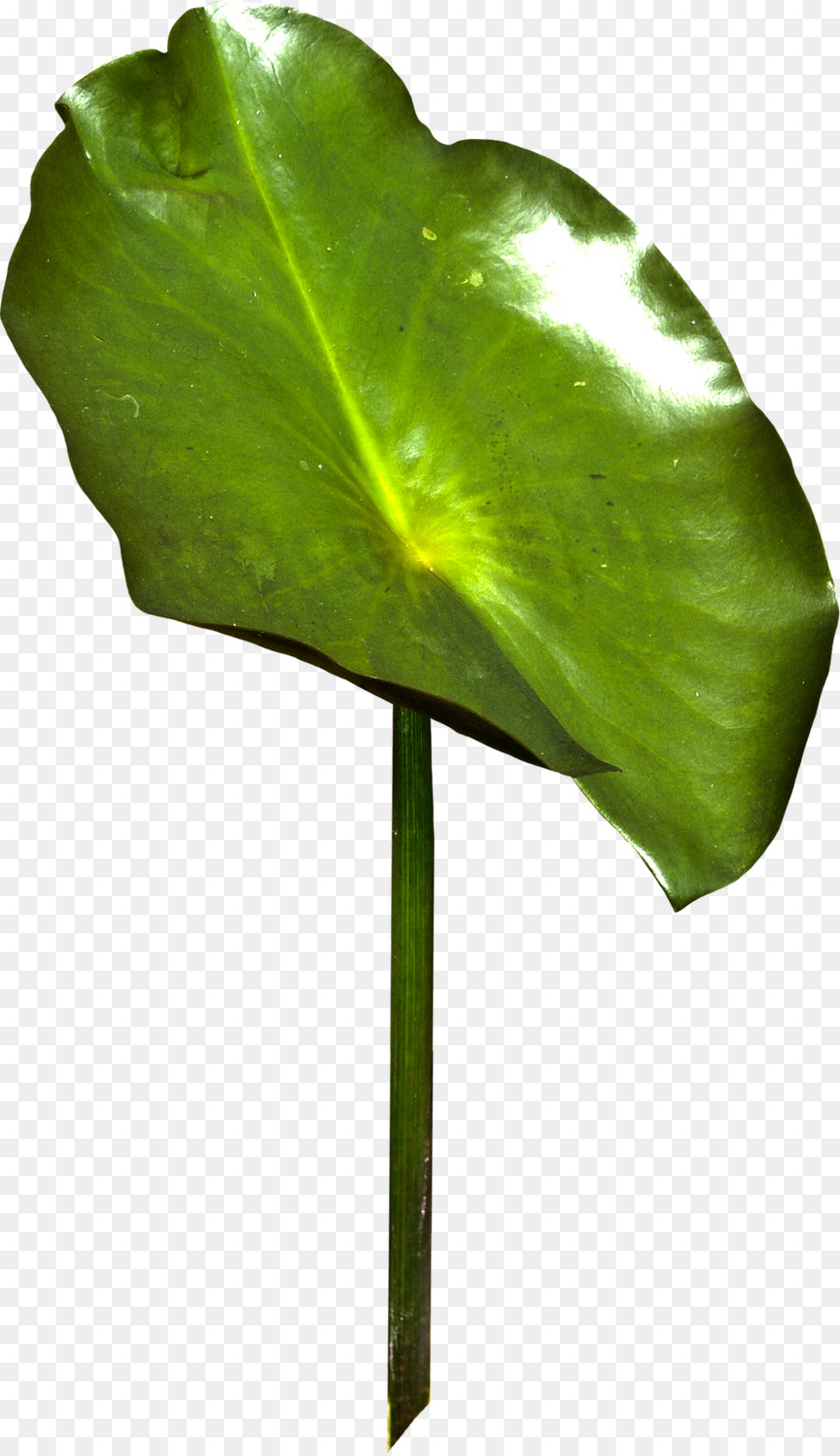 Hoja，Otoño PNG