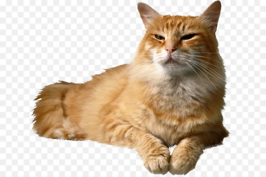 Gato Naranja，Pelo PNG