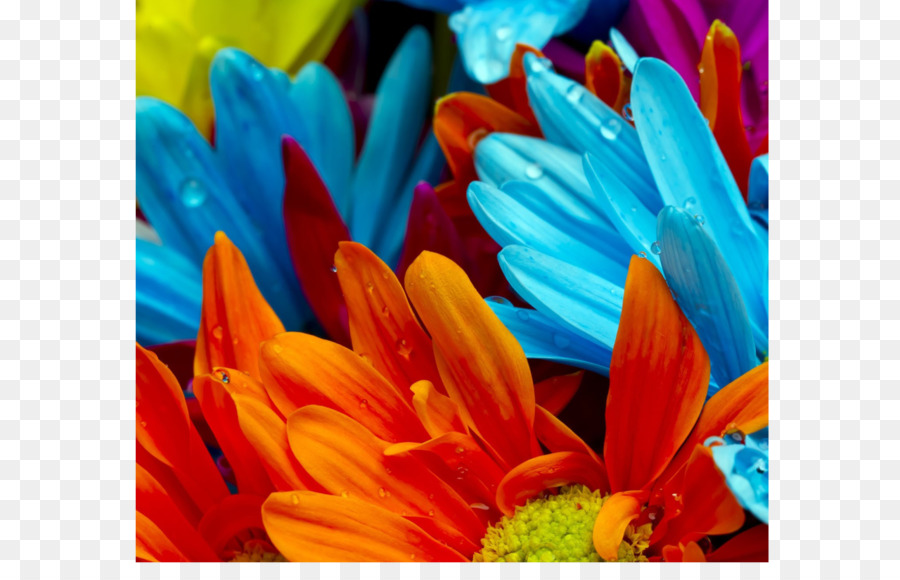 Flores Coloridas，Pétalos PNG