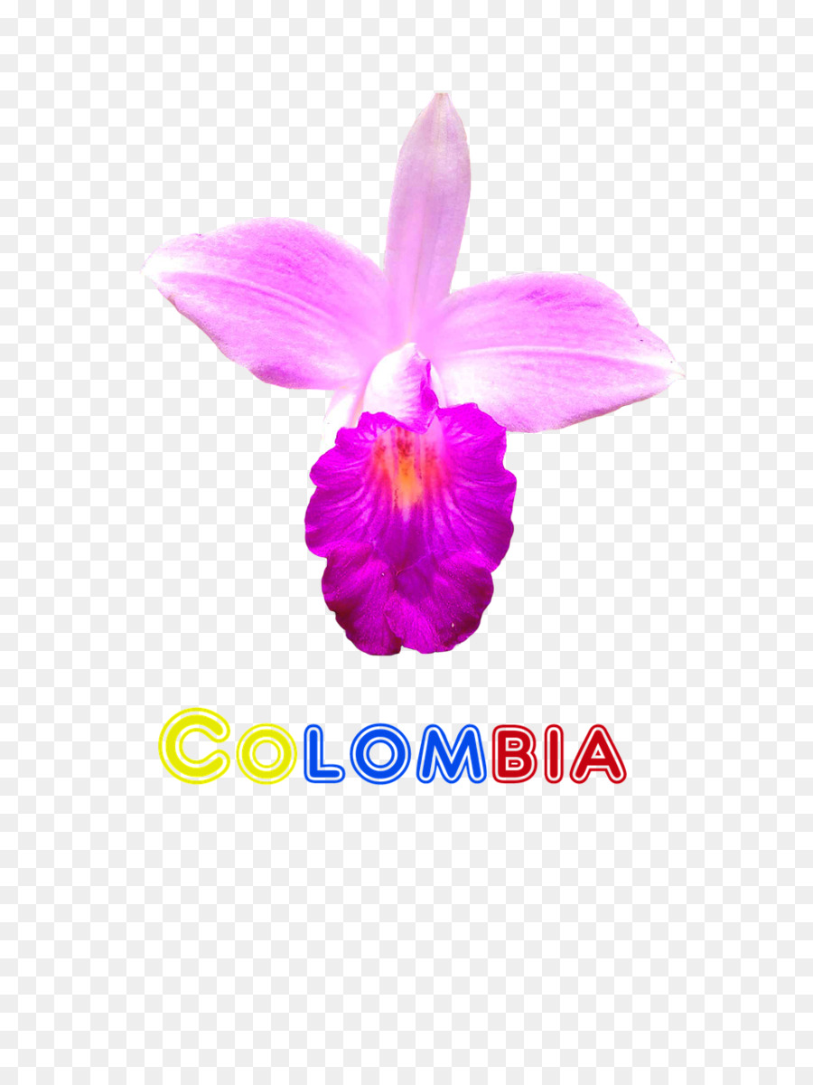 Orquídea，Colombia PNG