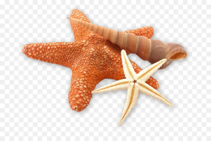 Estrella De Mar，Caparazón PNG