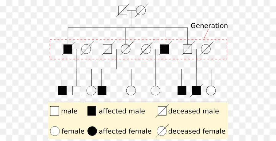 Cuadro Genealógico，Genética PNG