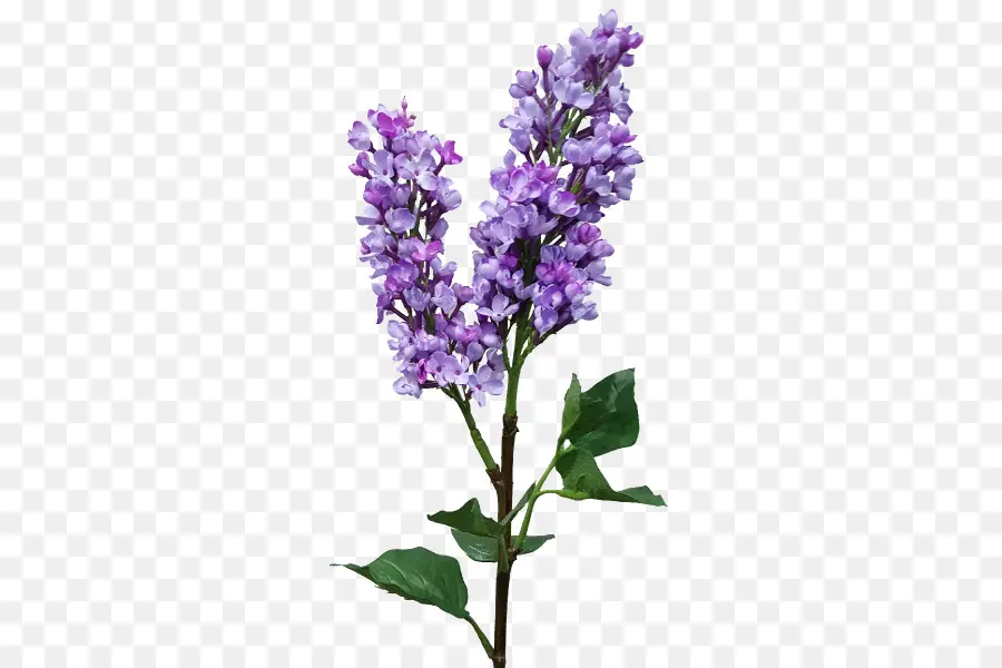 Flores Moradas，Florecer PNG