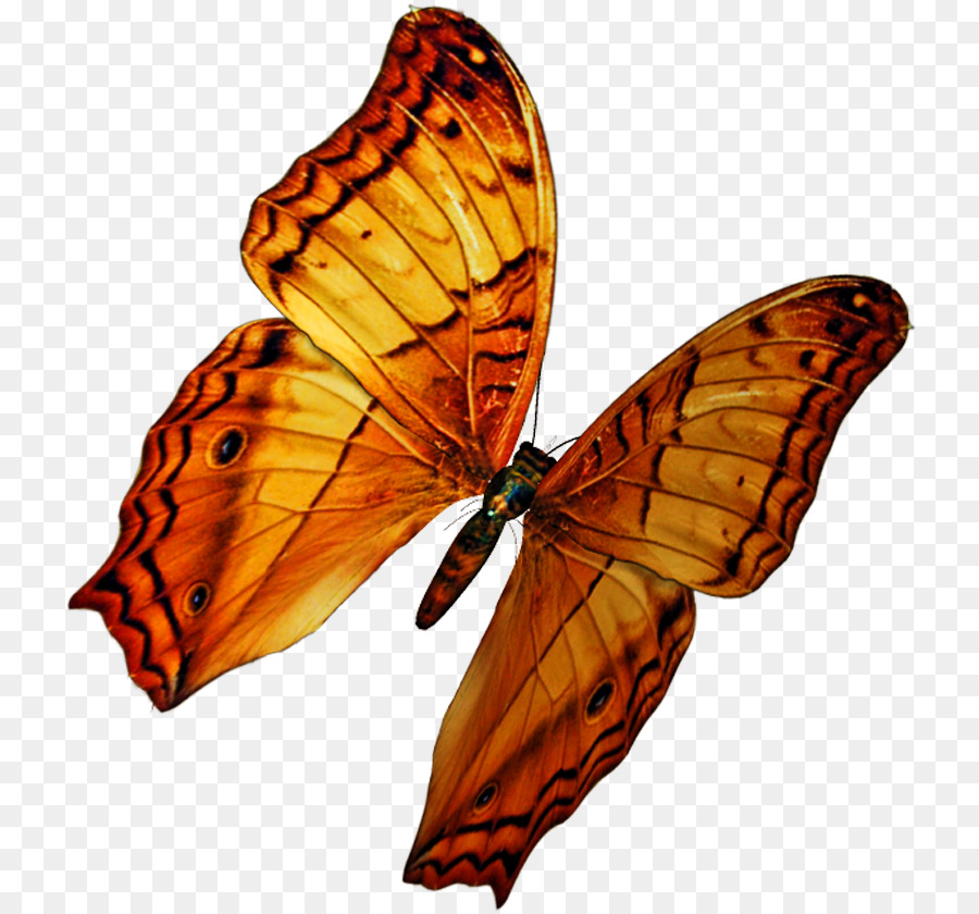 La Mariposa Monarca，Picsart Photo Studio PNG