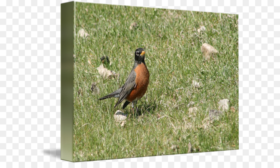 Aves，Estadounidense Robin PNG