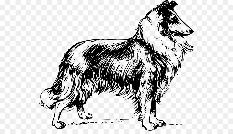 Rough Collie，Border Collie PNG
